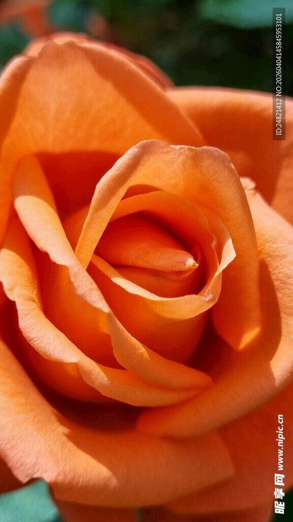 橙色娇艳玫瑰特写
