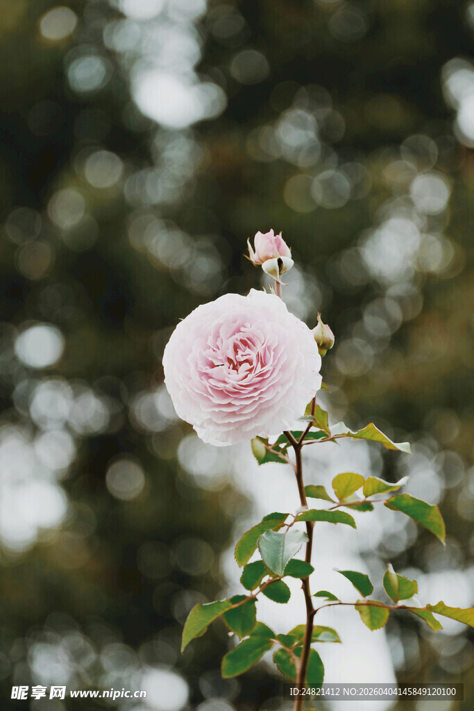 娇艳绽放的粉色月季花