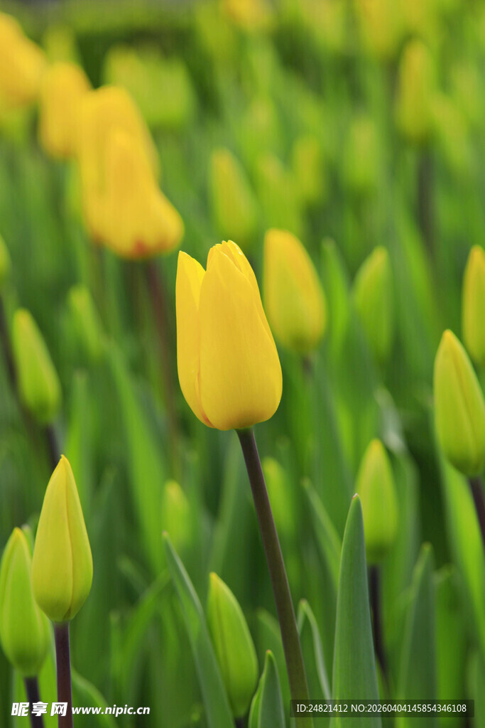 黄色郁金香花田美景
