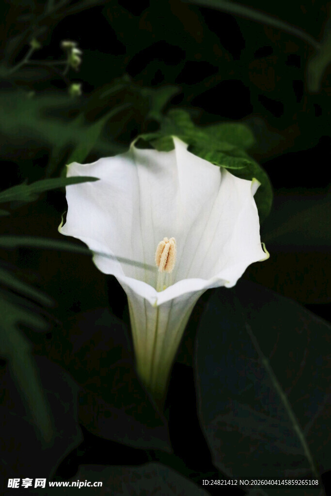 优雅白色马蹄莲