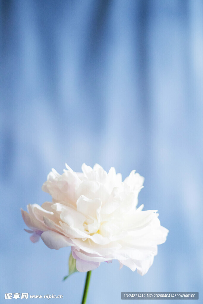 白色单朵芍药花特写