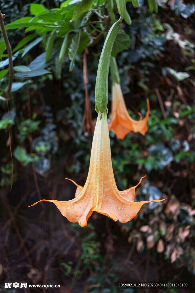 橙色曼陀罗花绽放于林间