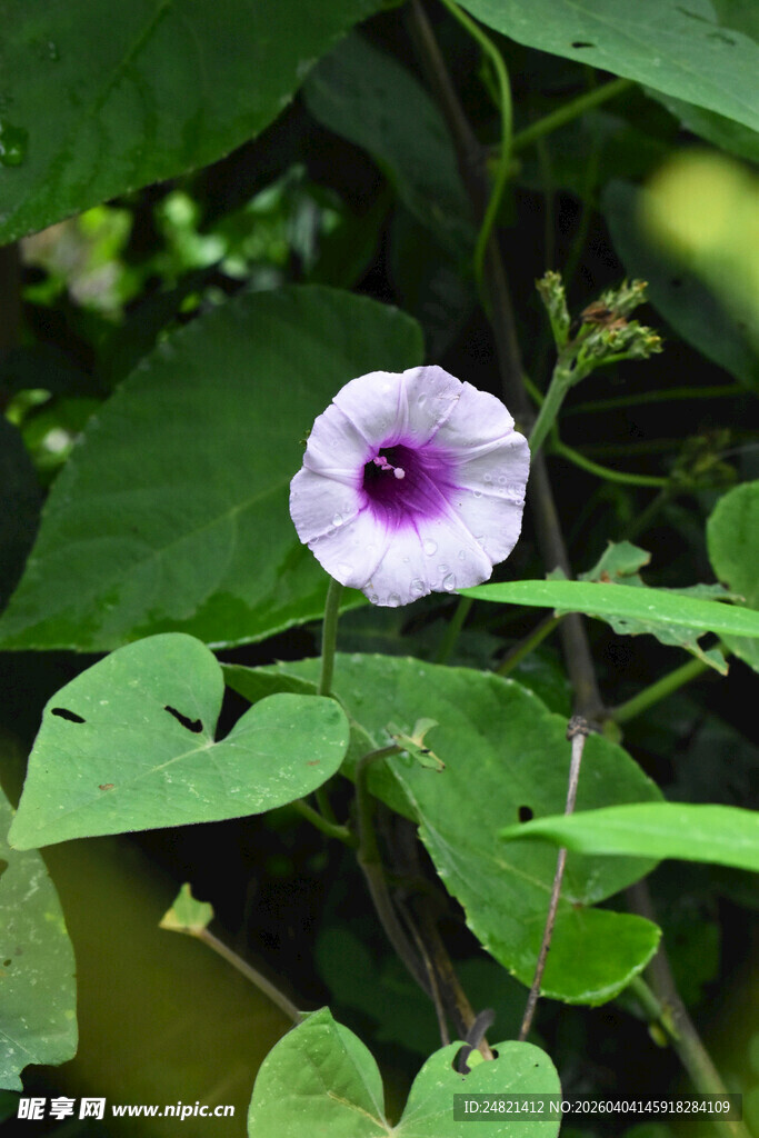 紫色牵牛花绽放于绿叶间