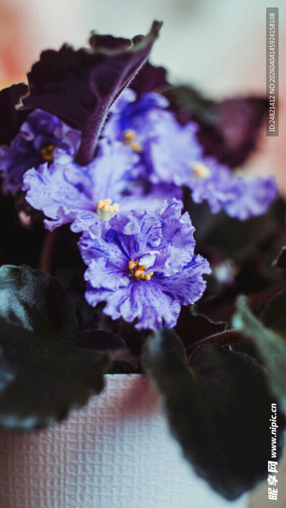 紫色非洲堇绽放美丽