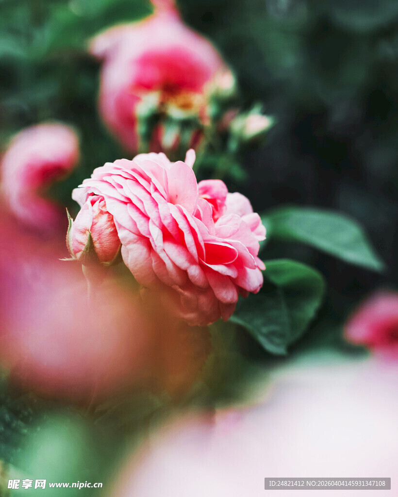 娇艳粉色玫瑰特写