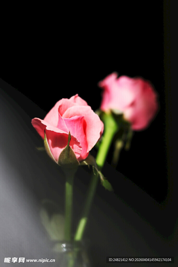 两朵娇艳的粉色玫瑰花