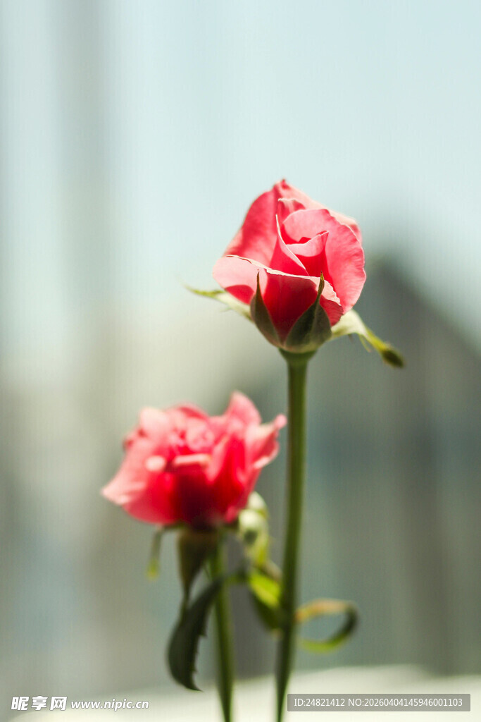两朵娇艳红玫瑰