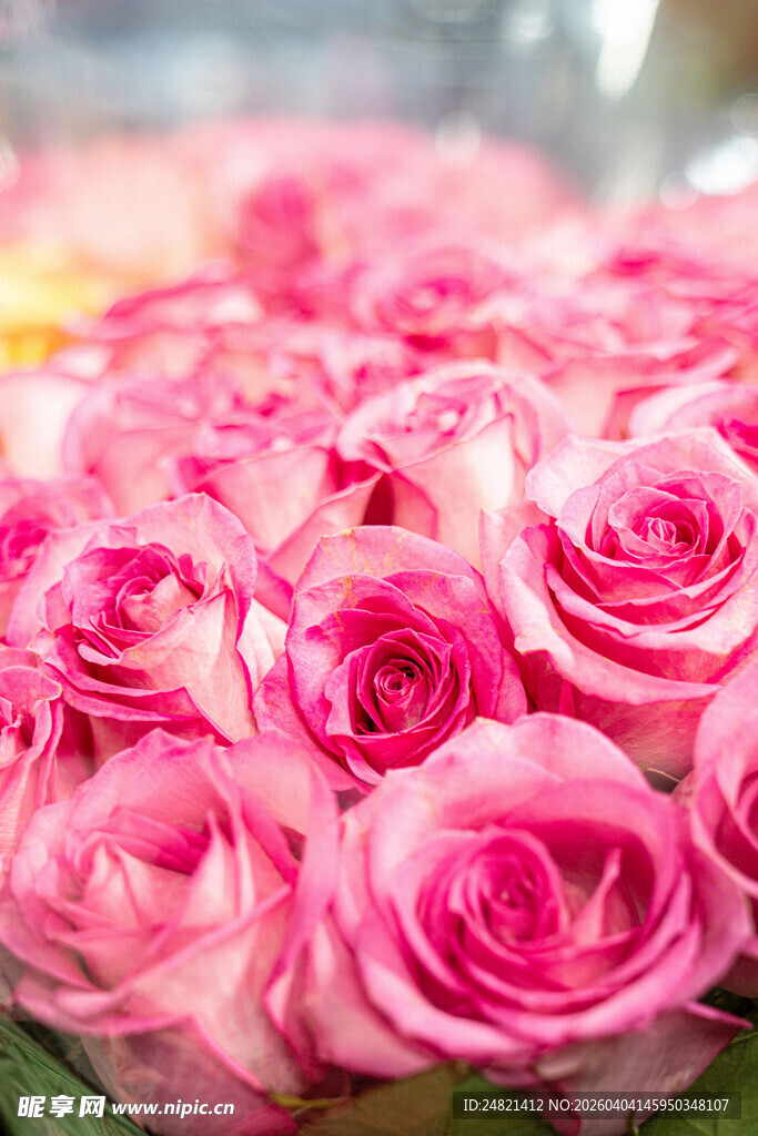 娇艳粉色玫瑰花束