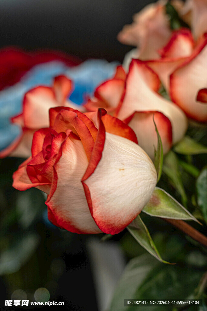 红白镶边玫瑰特写