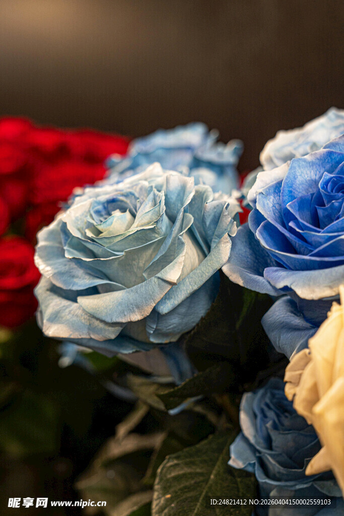 多彩玫瑰绽放美丽瞬间