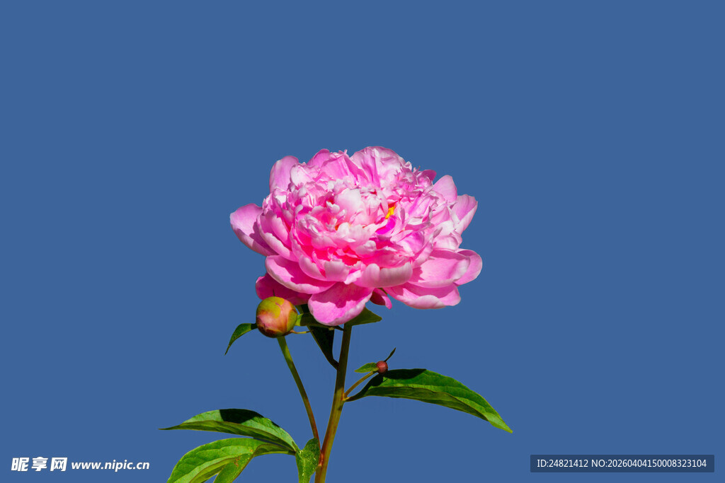 娇艳粉色芍药花