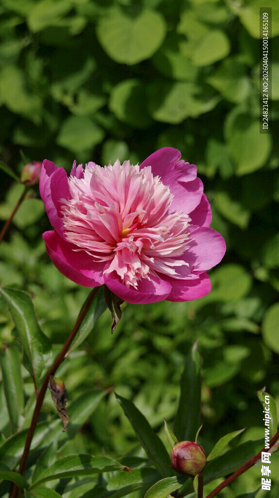 娇艳粉色芍药绽放绿叶间