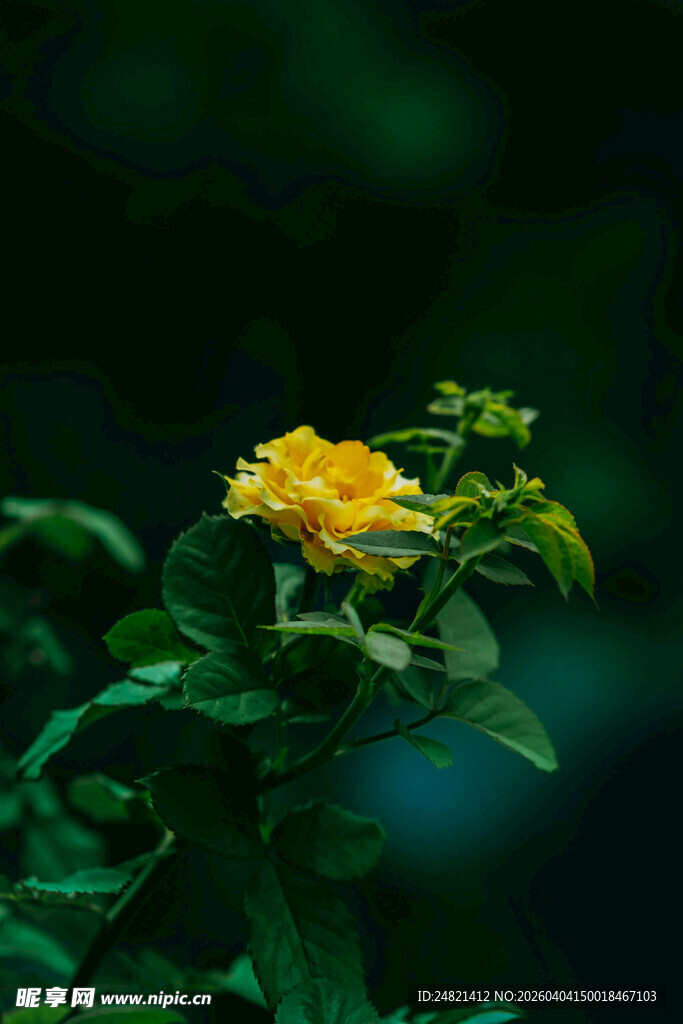 黄色小花绽放绿叶间