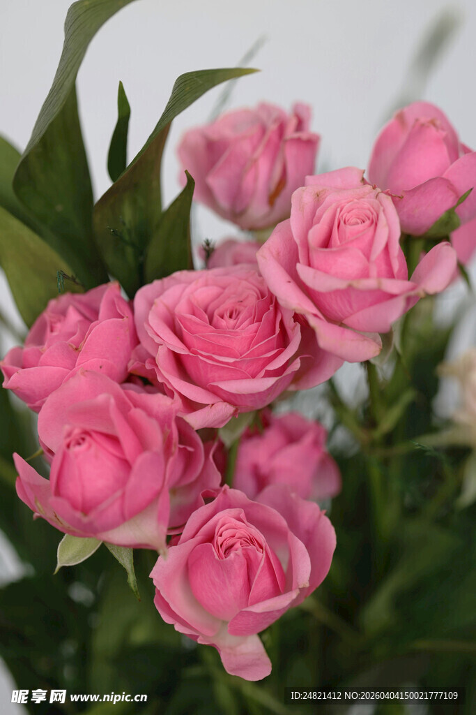 粉色娇艳玫瑰花束