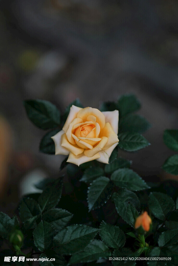 单枝淡黄玫瑰绽放