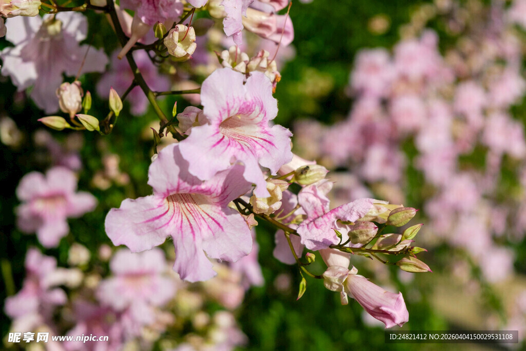粉色绽放的美丽花卉