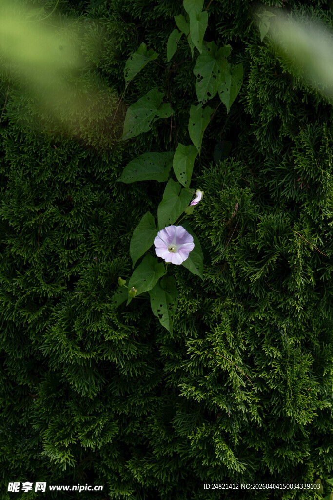 绿叶间的单朵紫色小花