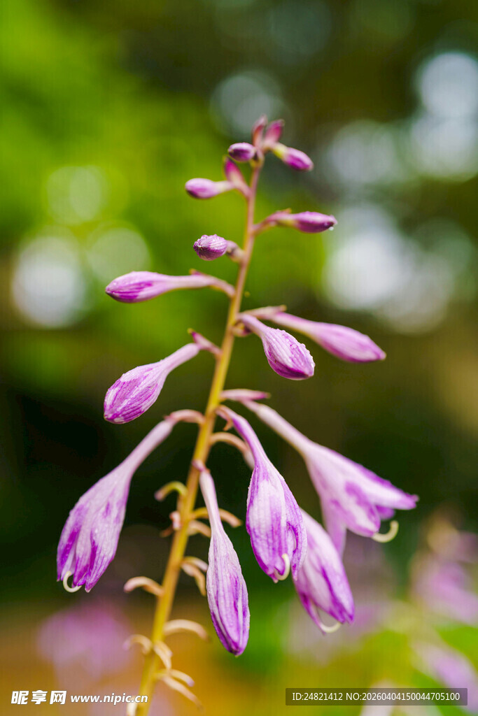 紫色风铃状花朵特写