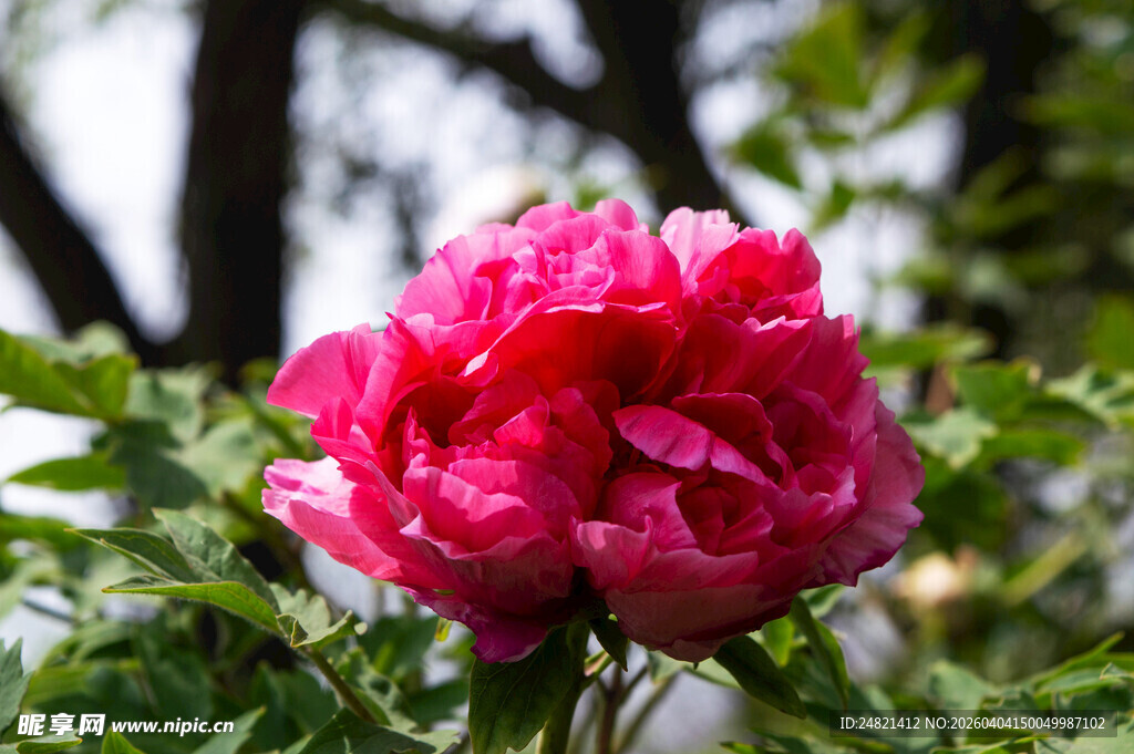 娇艳盛开的红牡丹