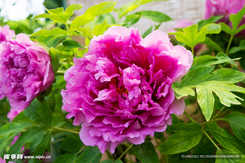 娇艳盛开的紫牡丹