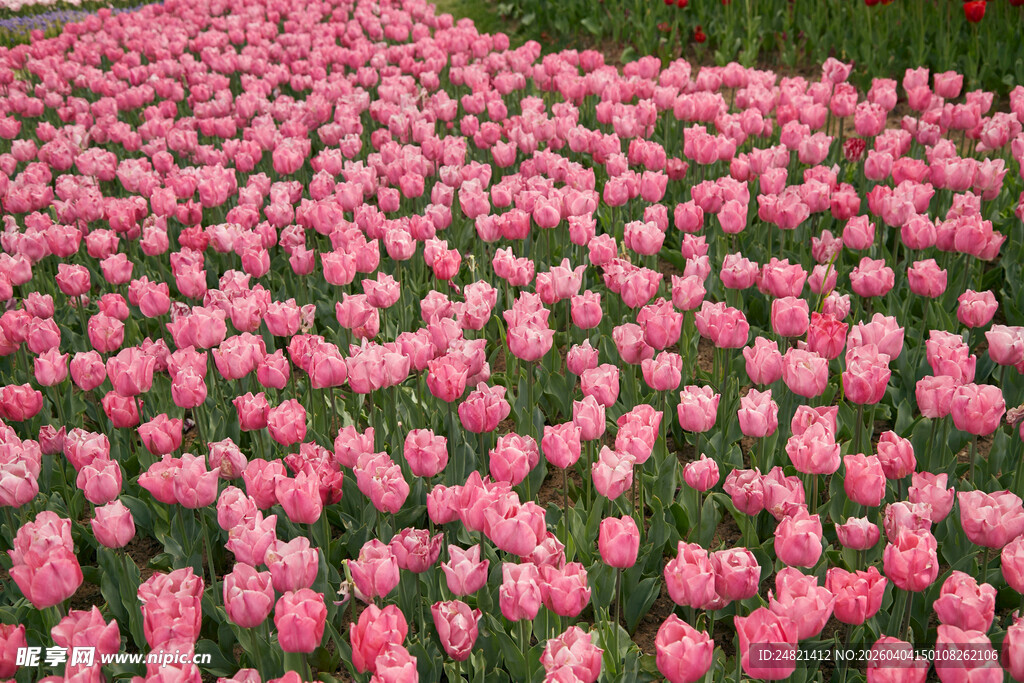 粉色郁金香花海美景