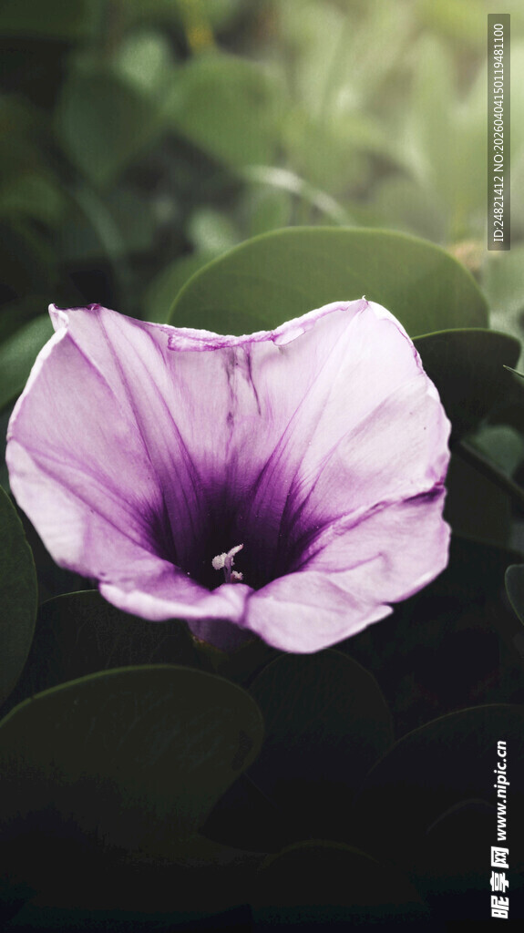 紫色牵牛花特写