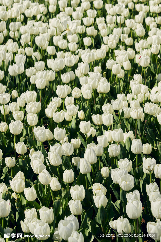 白色郁金香花海