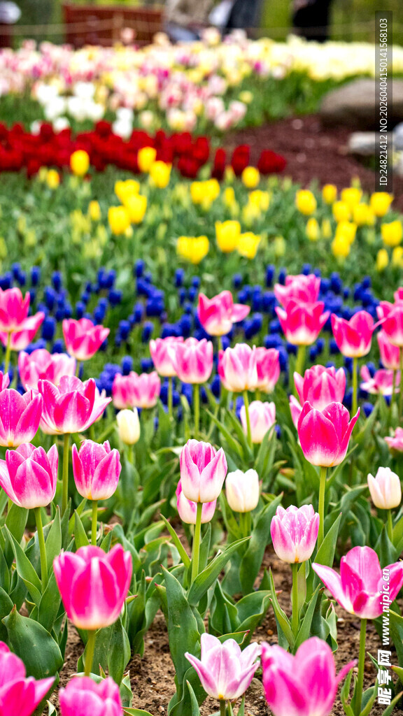 多彩郁金香花海