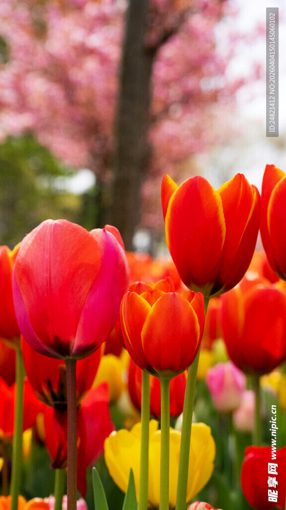 春日艳丽郁金香花丛