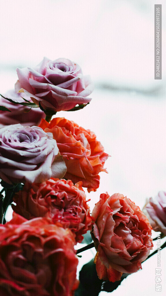 多彩娇艳的绽放花朵