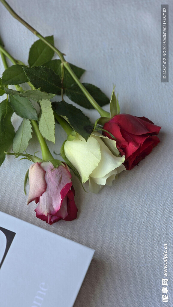 多彩玫瑰与书籍相伴