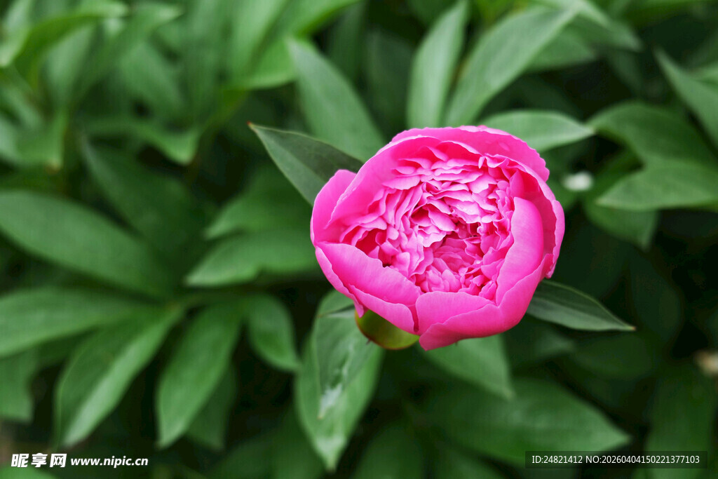 娇艳粉色芍药花