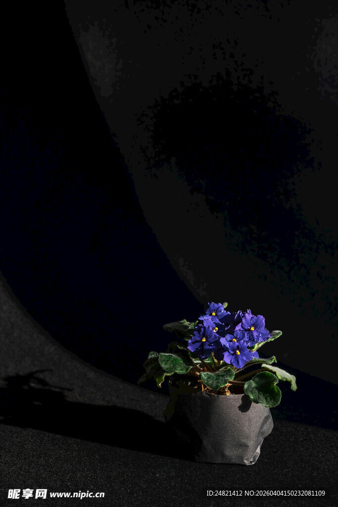 花瓶中绽放的紫色小花