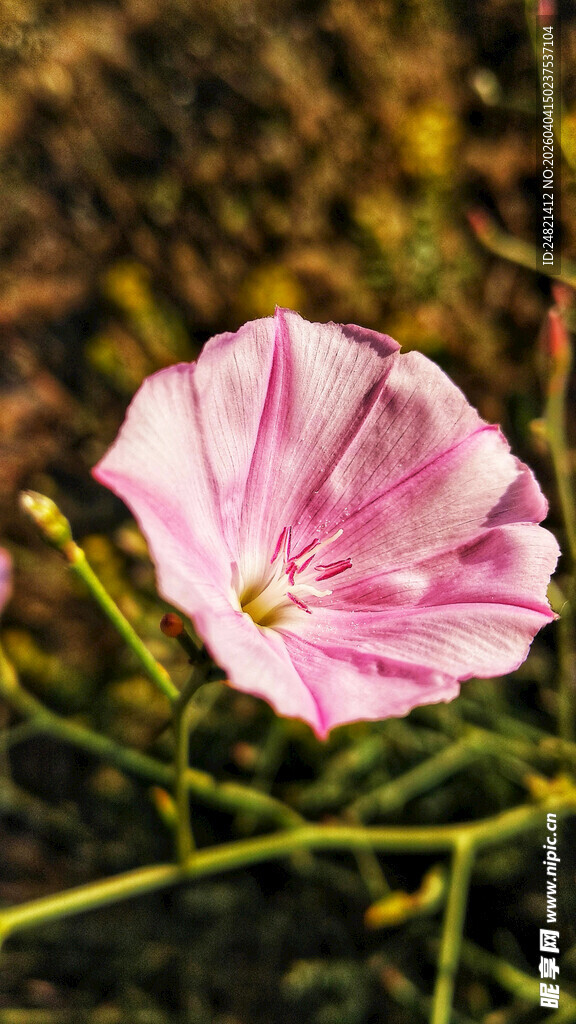 粉色绽放的美丽牵牛花