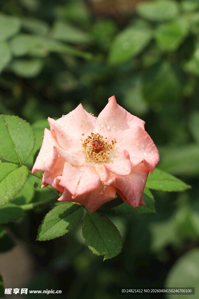 娇艳粉色月季花