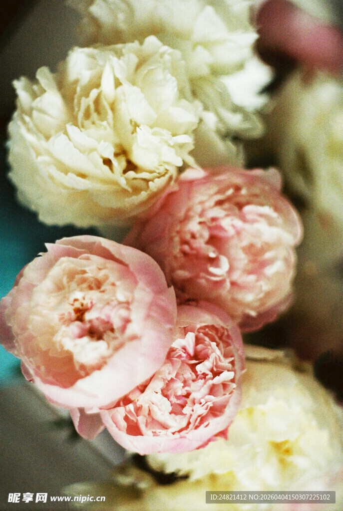 娇艳多彩的盛放花卉