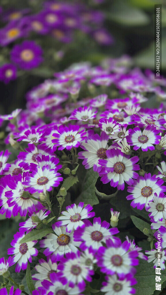 紫白雏菊绽放