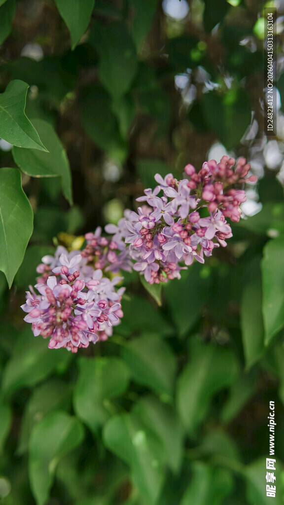 绽放的紫丁香花