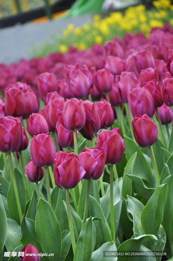艳丽玫红郁金香花海