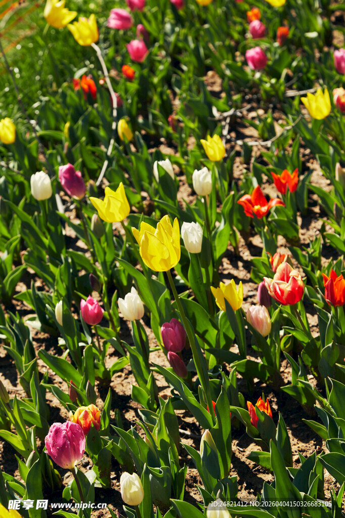 多彩郁金香花海