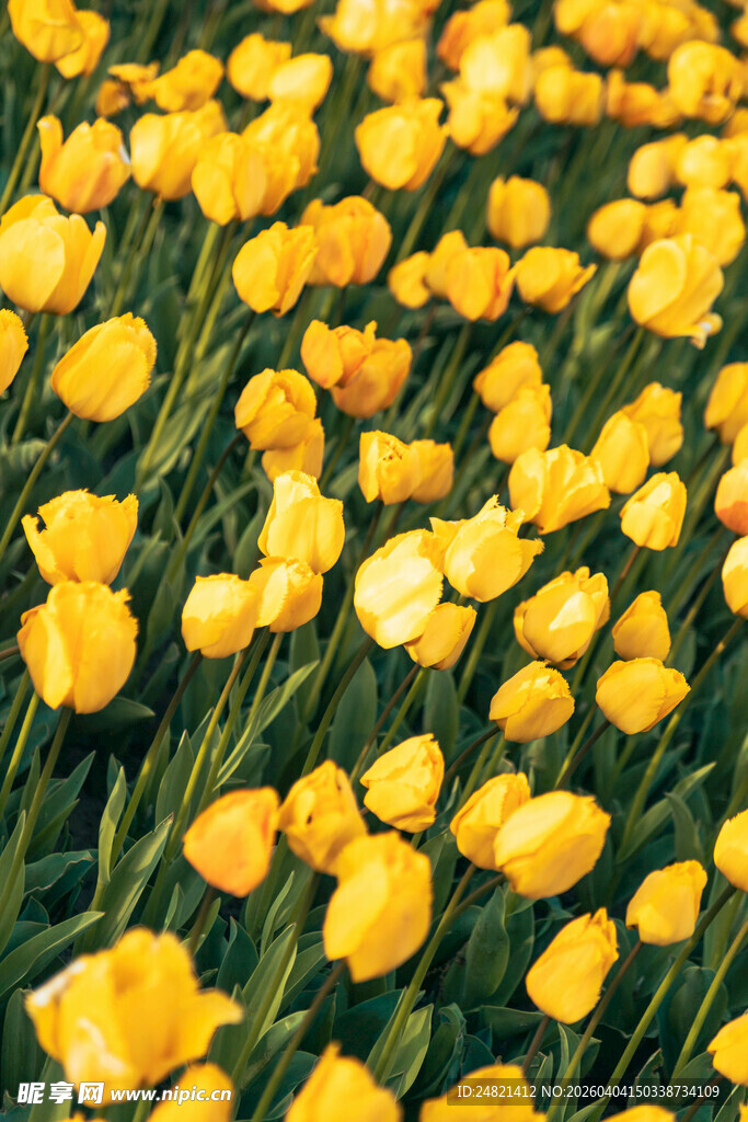 金黄灿烂的郁金香花海