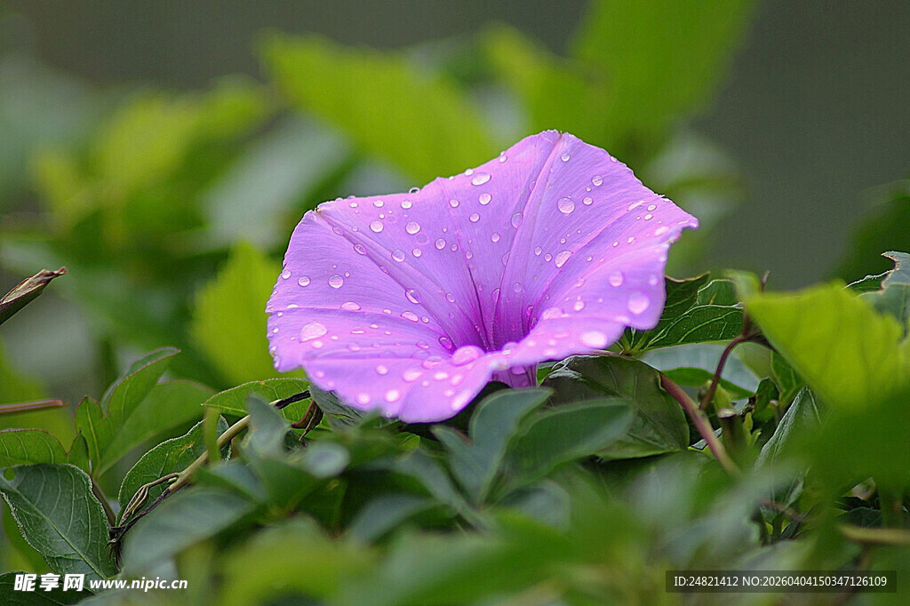 娇艳紫色牵牛花