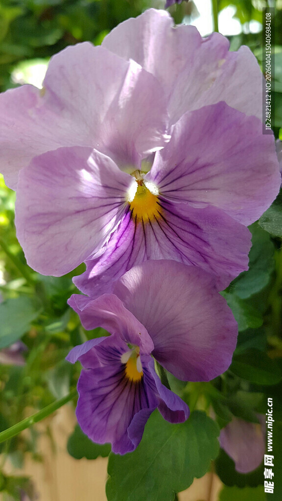 紫色三色堇特写