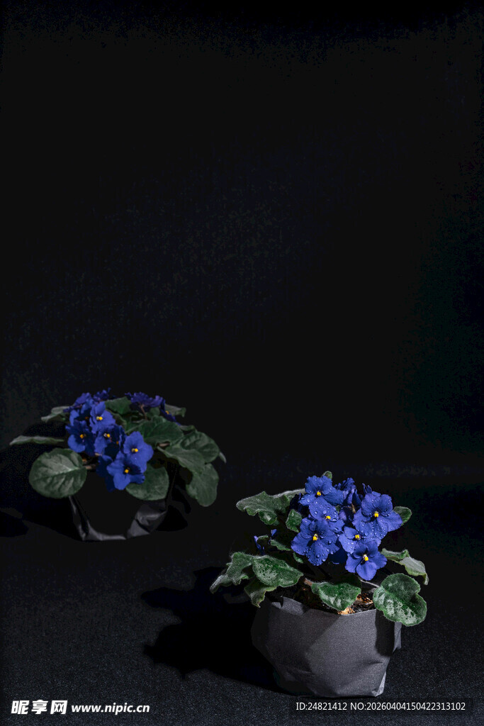 紫色盆栽花卉静物展示