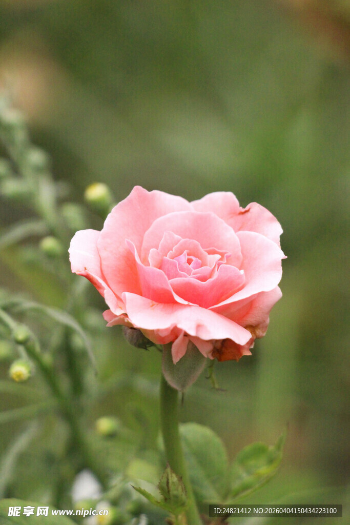 娇艳粉色月季花