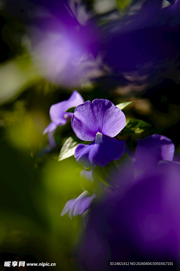 紫色小花绽放于绿意间