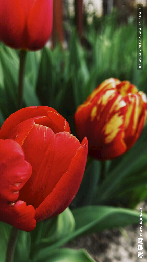 娇艳红色郁金香绽放