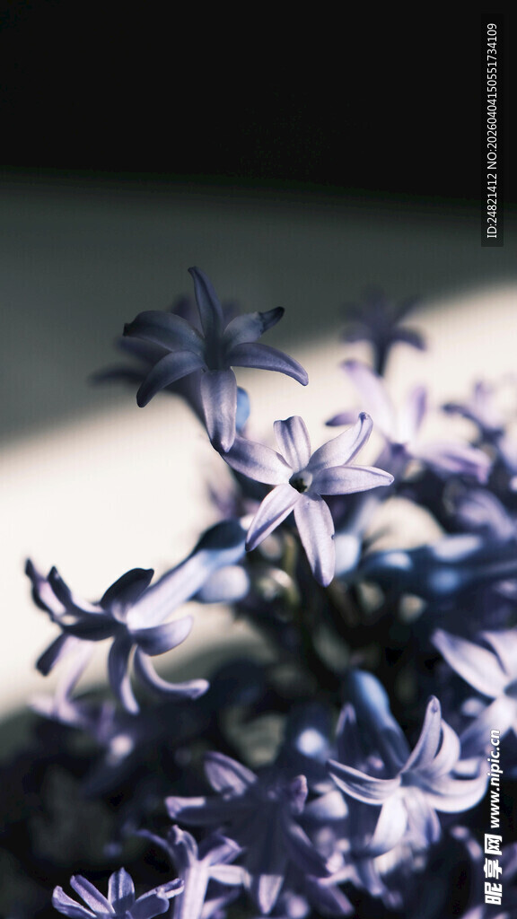 紫色丁香花特写