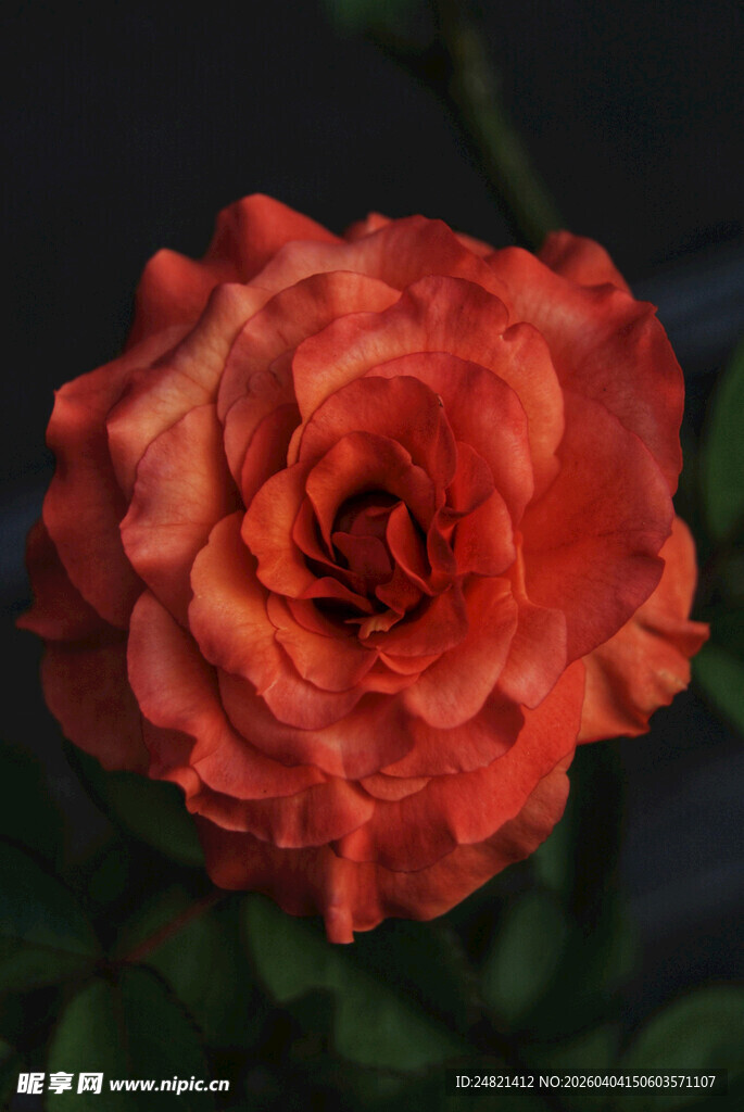 橙红色娇艳玫瑰花特写