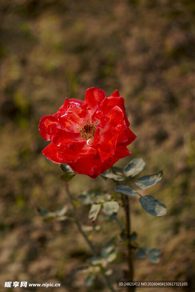 娇艳红玫瑰绽放于野外